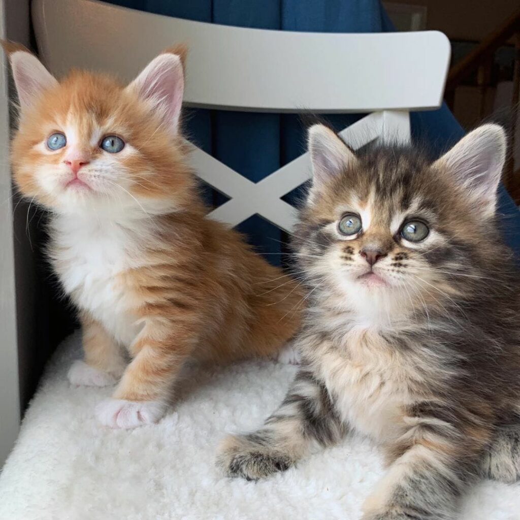 maine coon kittens near me