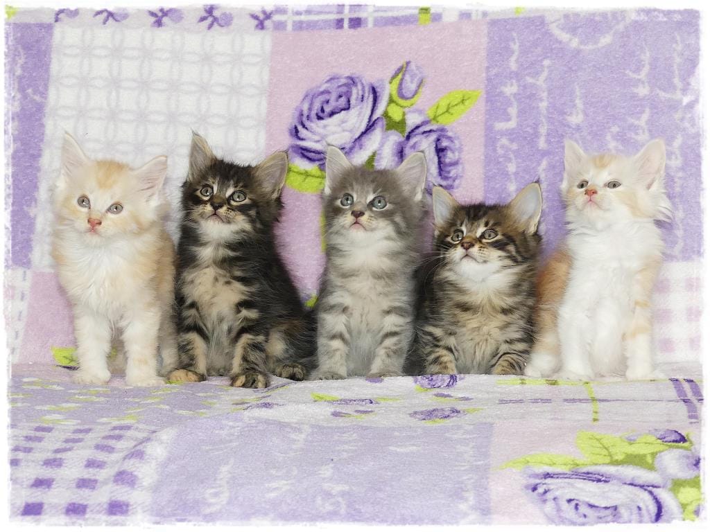 Maine Coon Kittens for Sale in the UK