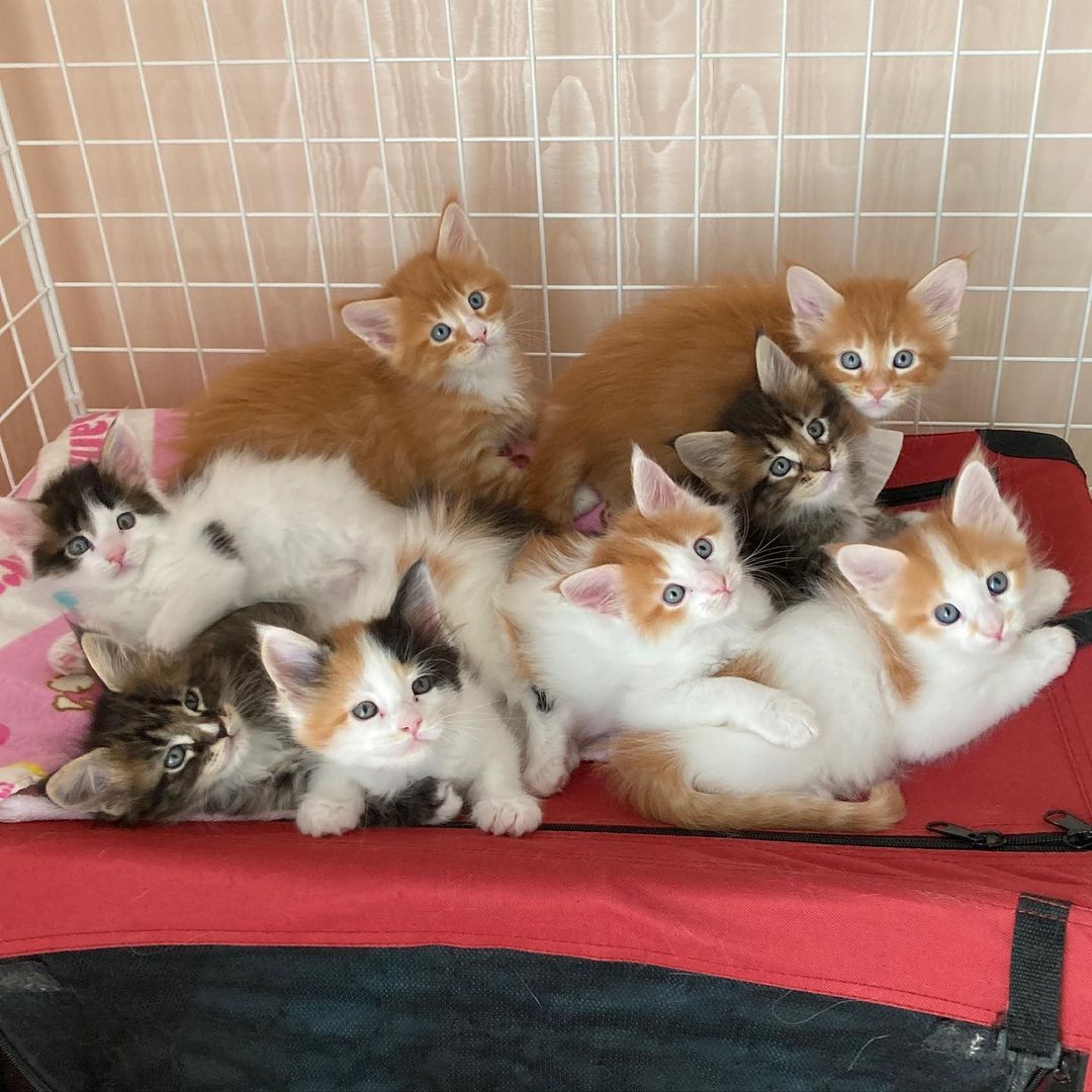 Healthy Maine Coon Kittens