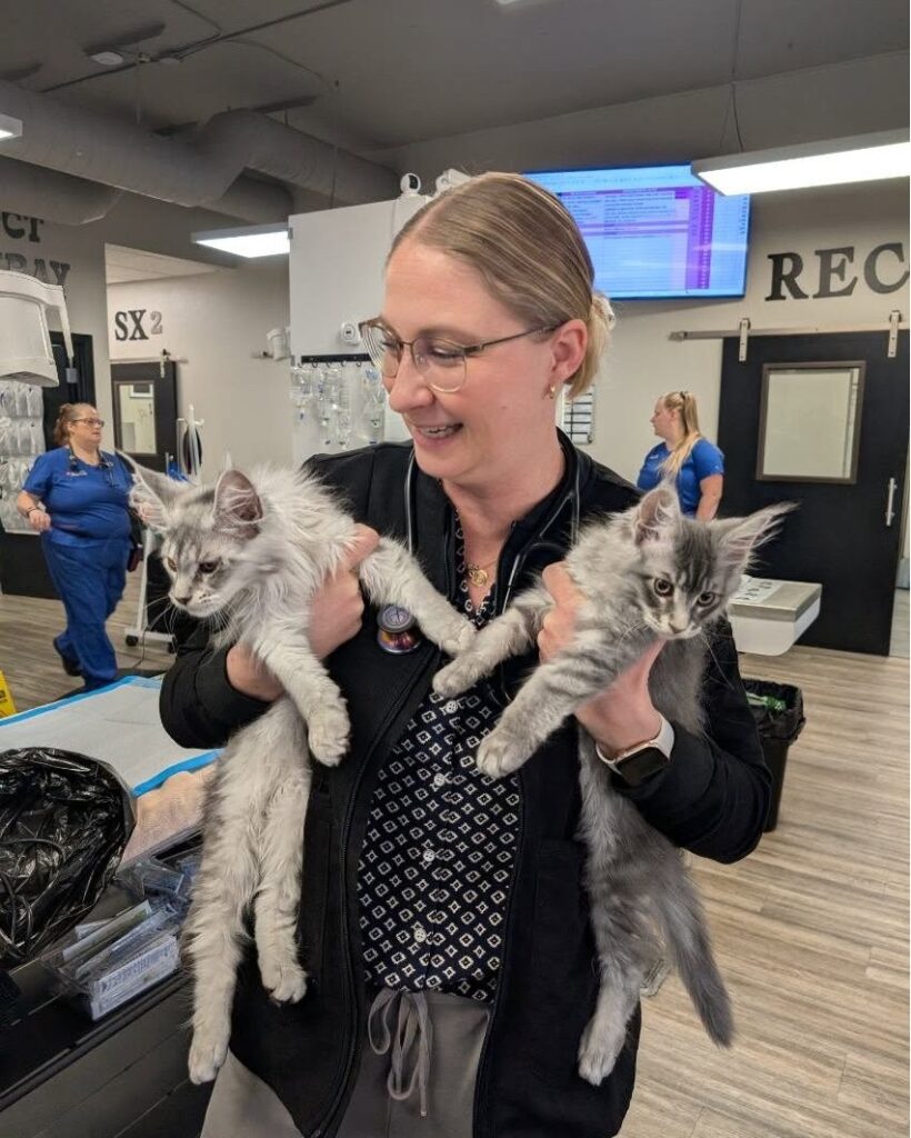 healthy Maine Coon kitten