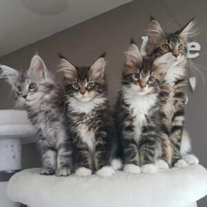 Cream Maine Coon Kitten for Sale