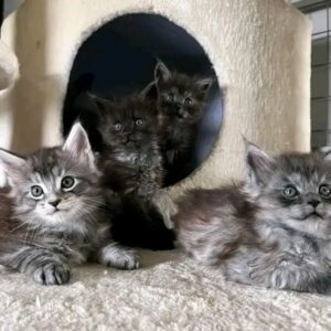 Black Smoke Maine Coon Kitten for Sale