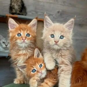 Male Tabby Maine Coon Kitten for Sale