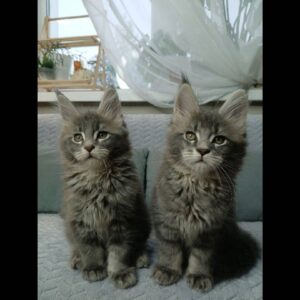 Female Maine Coon Kitten for Sale