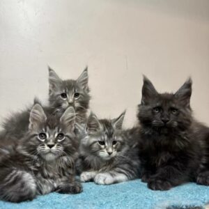 Male Tabby Maine Coon Kitten for Sale