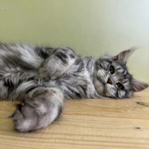 Male Maine Coon Kitten for Sale