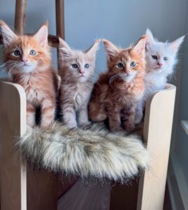 Orange Maine Coon Kitten for Sale