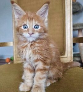 Beautiful Brown Tabby Maine Coon Kitten for Sale