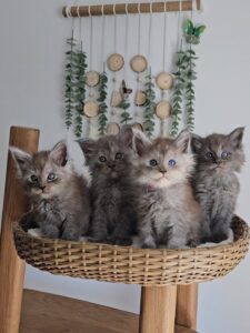 Tuxedo Maine Coon Kitten for Sale