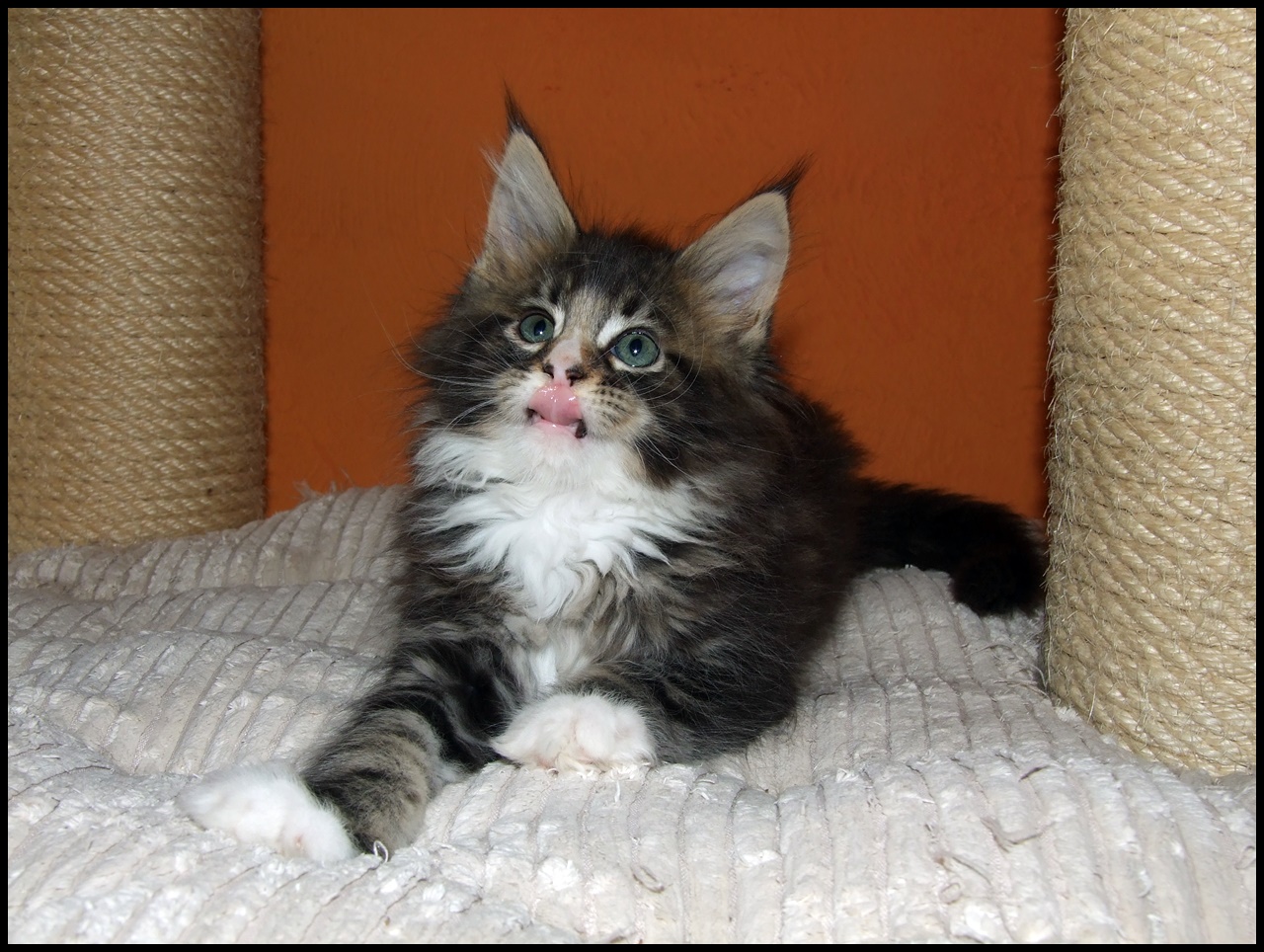 Male Maine Coon kitten for sale