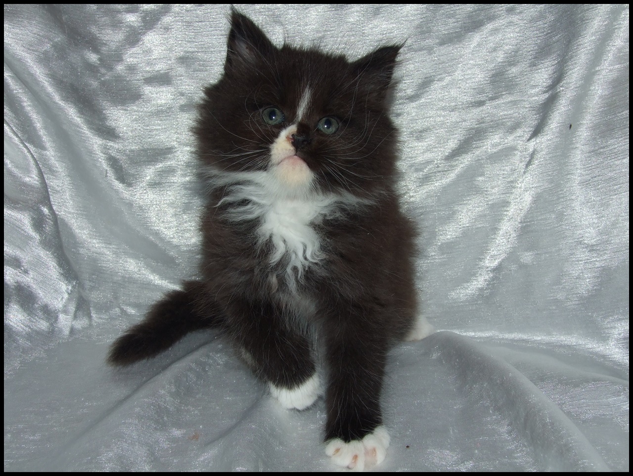 Tuxedo Maine Coon Kitten for Sale