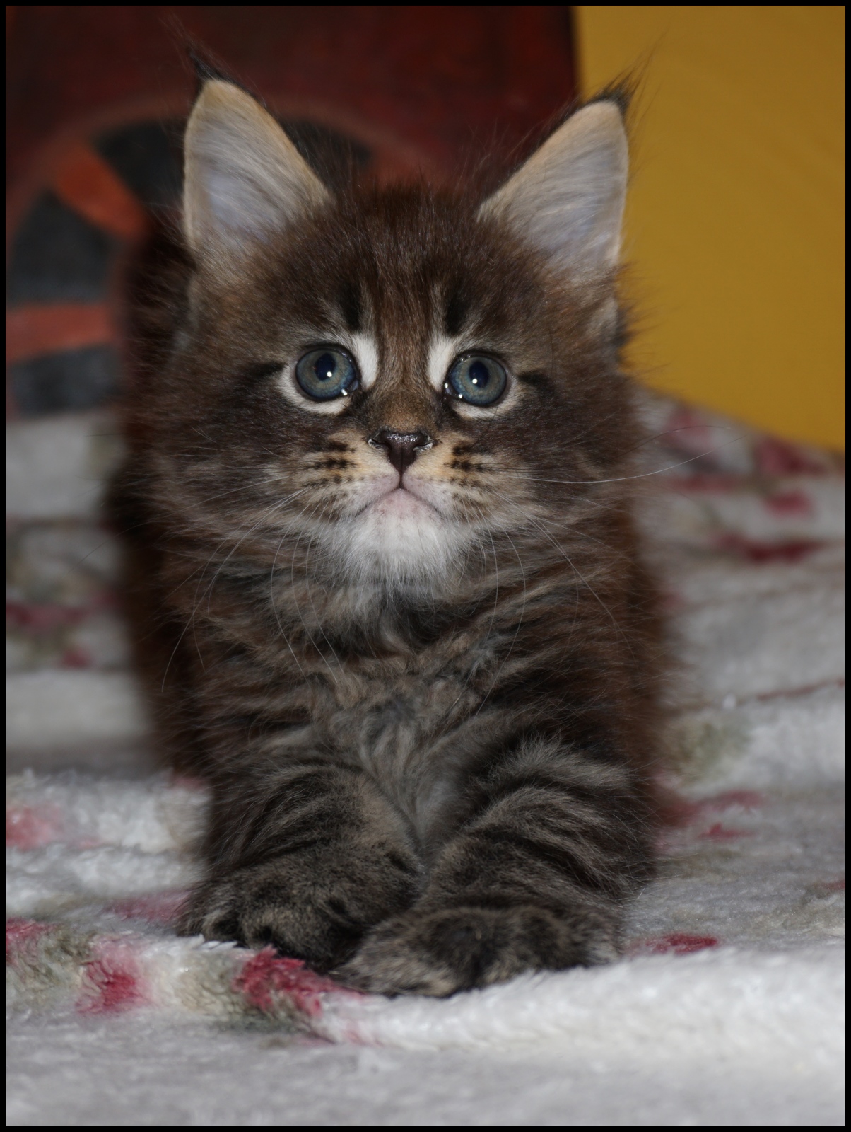 Brown Tabby Maine Coon Kitten for Sale