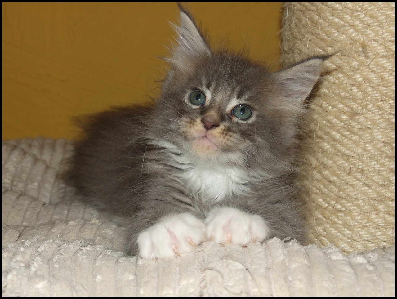 Male tabby Maine Coon kitten for sale