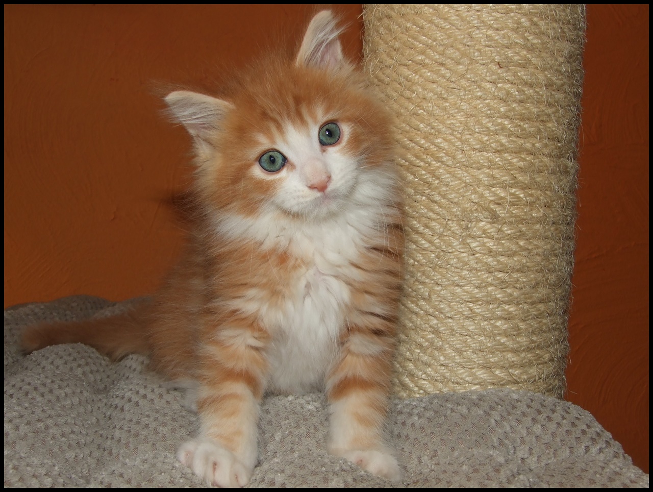 Orange Maine Coon kitten for sale