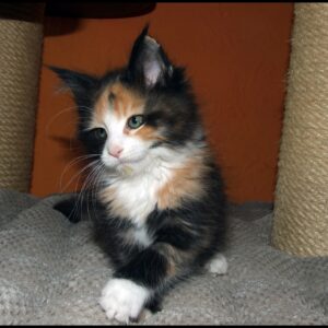 Calico Maine Coon Kitten for Sale