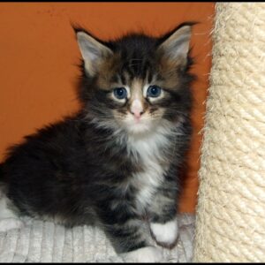 Male Maine Coon kitten for sale