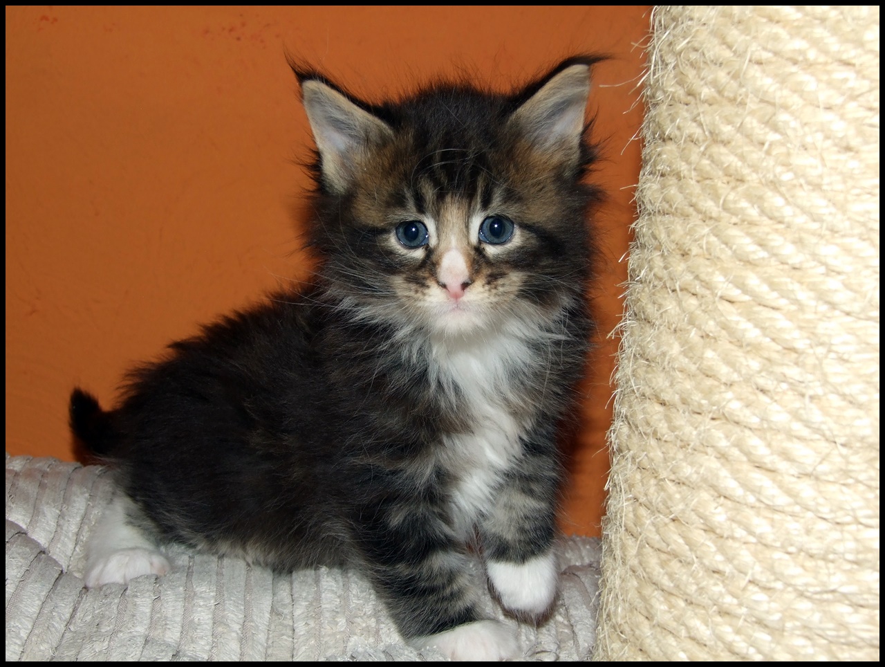 Male Maine Coon kitten for sale