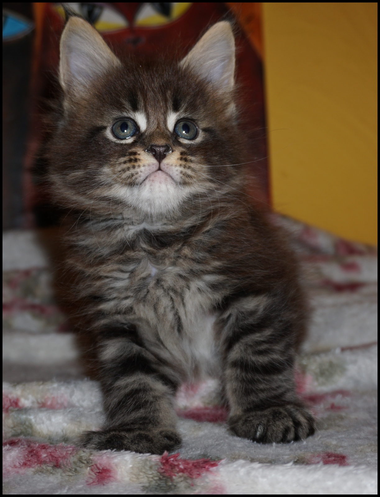 Beautiful Brown Tabby Maine Coon Kitten for Sale | Coco - Image 3