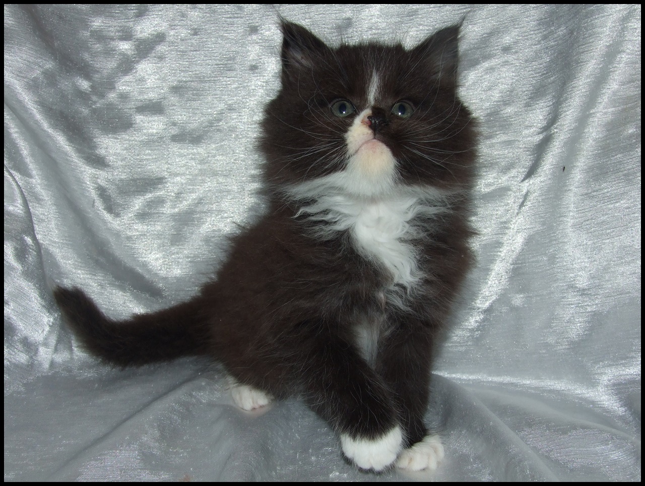 Tuxedo Maine Coon Kitten for Sale - Bella - Image 2