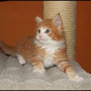 Orange Maine Coon Kitten for Sale