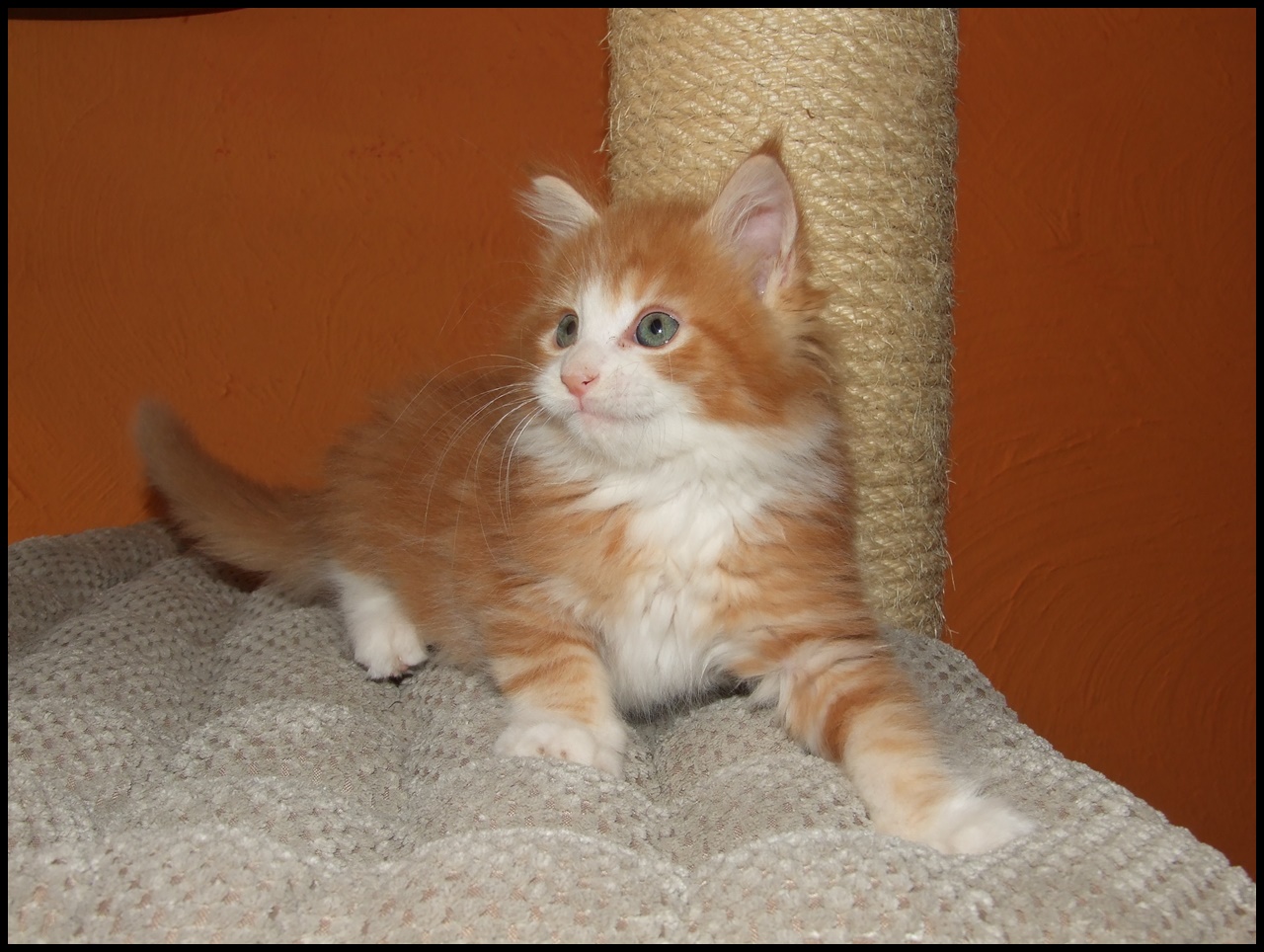 Orange Maine Coon Kitten for Sale
