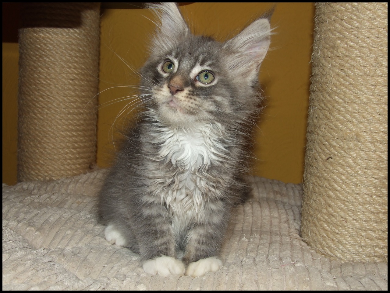 playful Maine Coon kitten