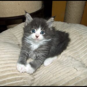 female Maine Coon kitten for sale