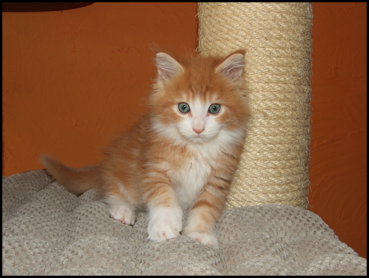 Orange Maine Coon Kitten for Sale