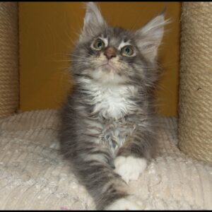 Male tabby Maine Coon kitten for sale