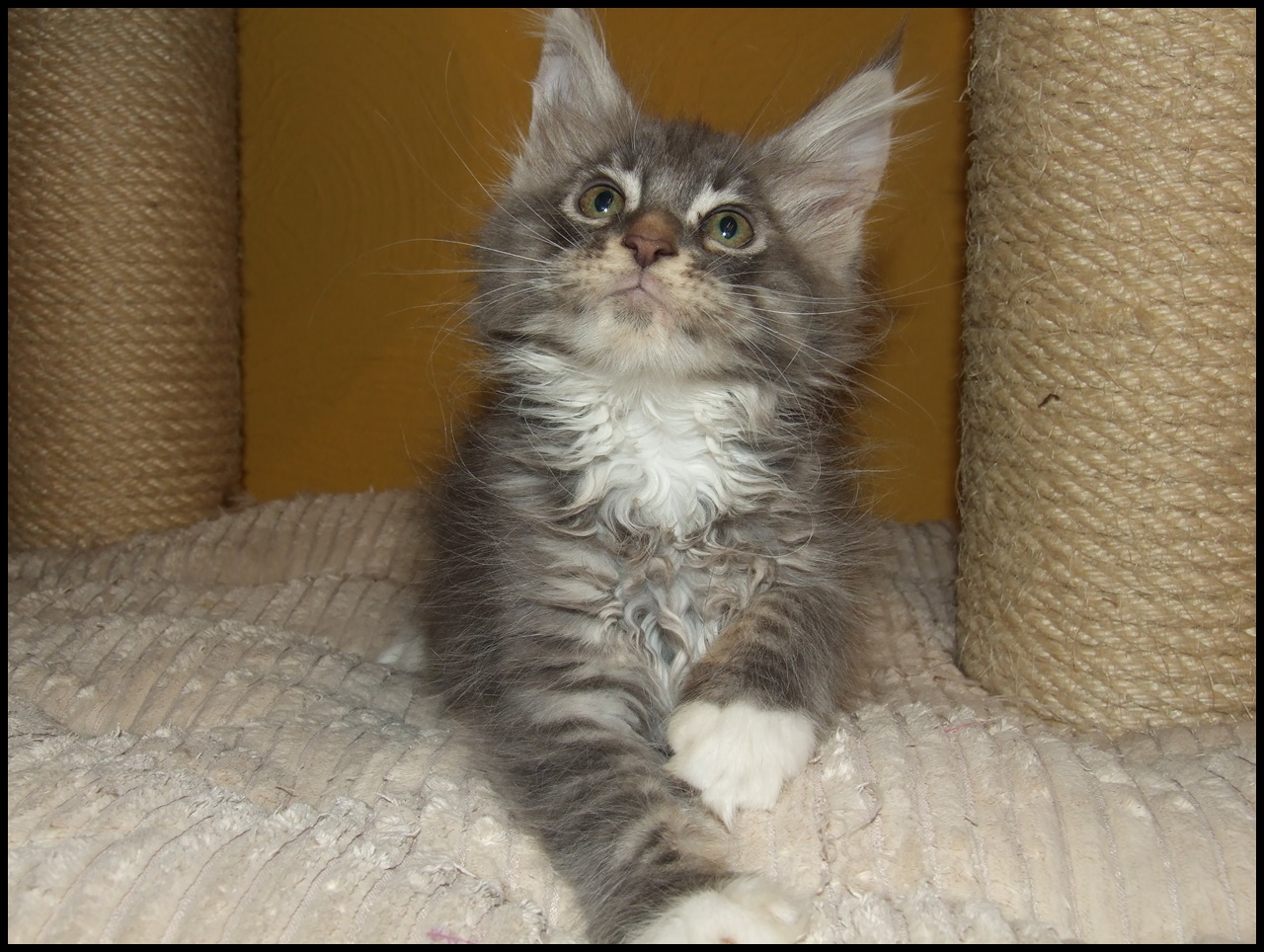 Male tabby Maine Coon kitten for sale