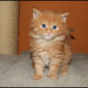 Cream Maine Coon Kitten for Sale