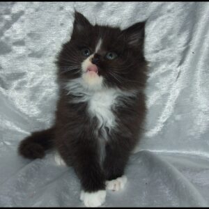 Tuxedo Maine Coon Kitten for Sale