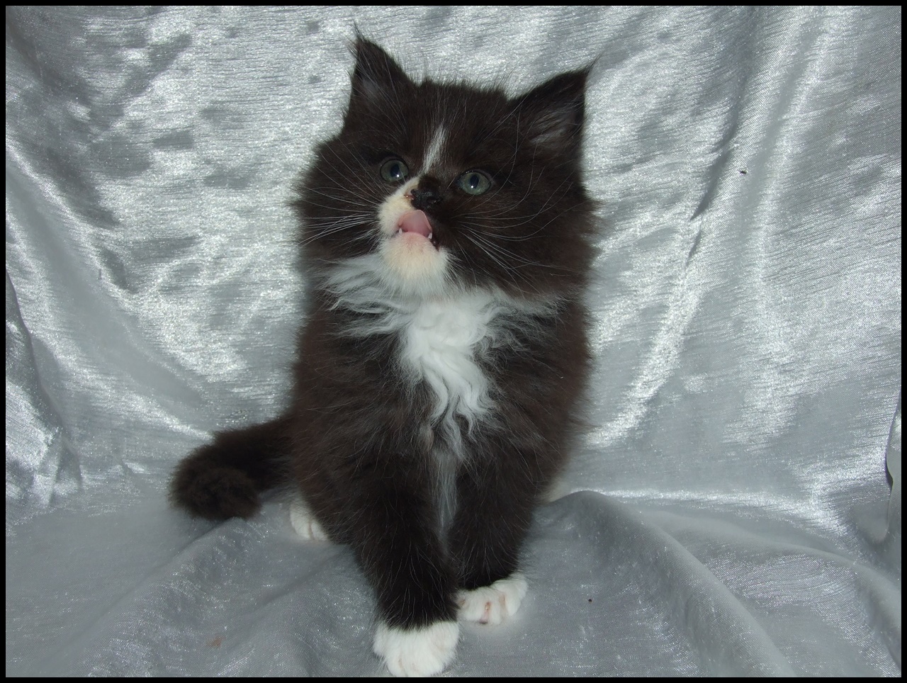 Tuxedo Maine Coon Kitten for Sale