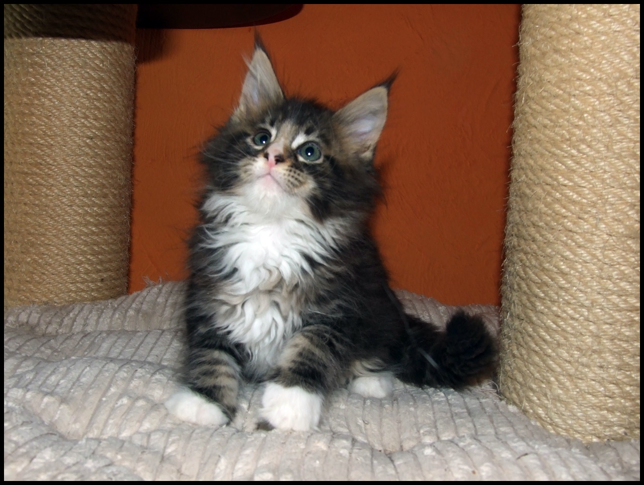 family raised Maine Coon