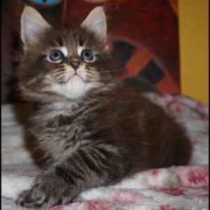 Brown Tabby Maine Coon Kitten for Sale