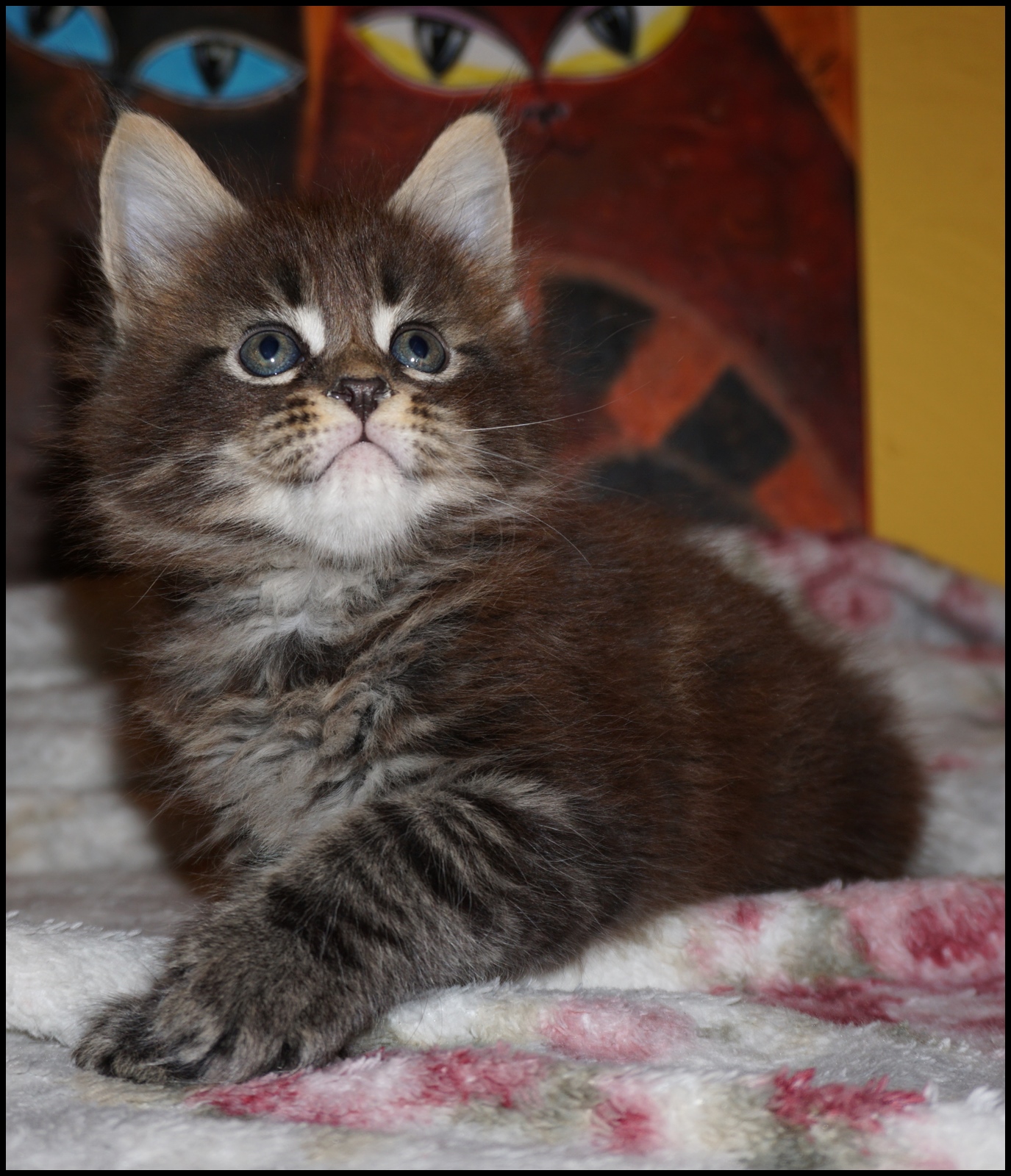 Brown Tabby Maine Coon Kitten for Sale