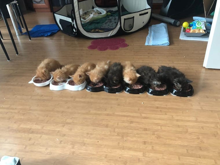 Maine coon Kitten near me