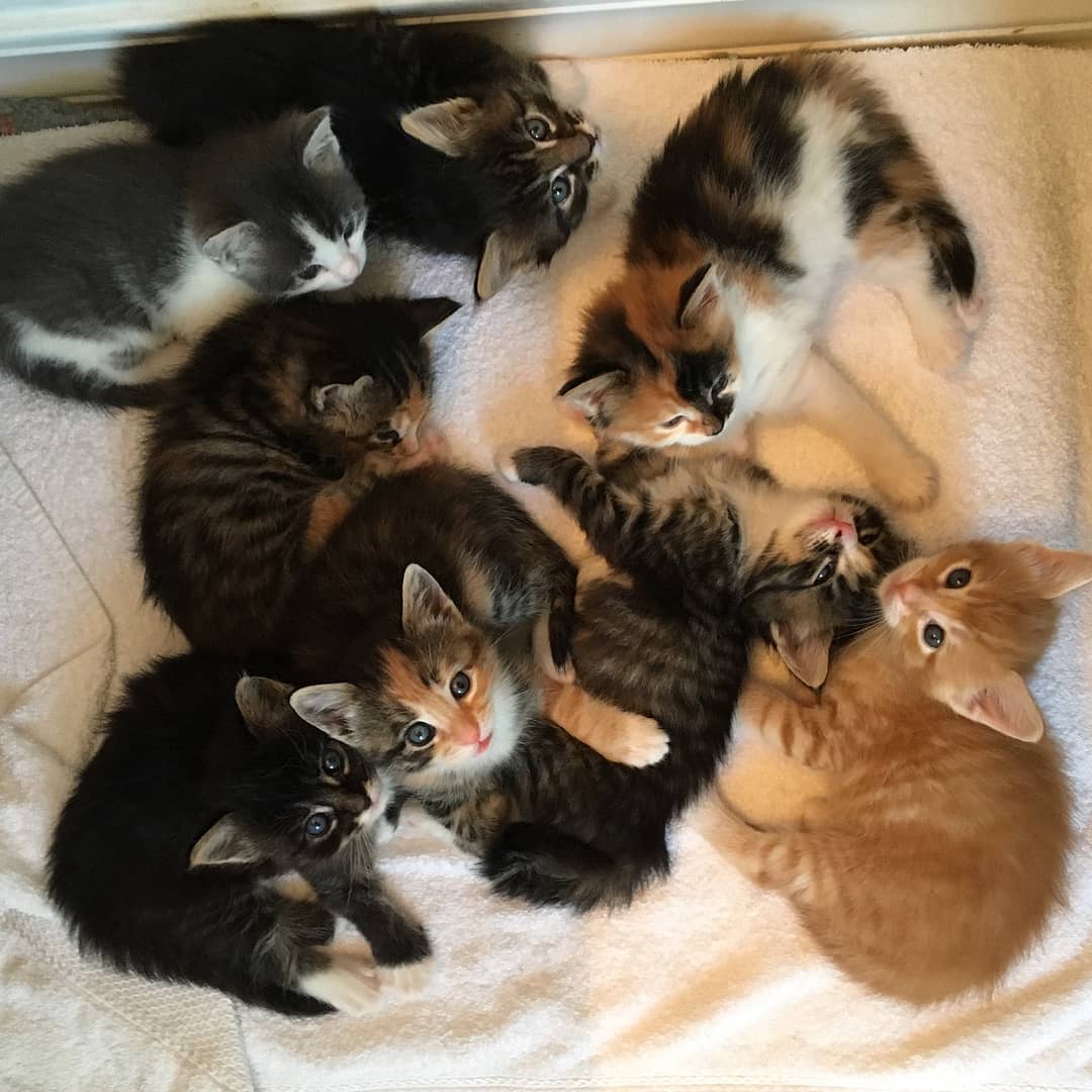 Maine Coon breeder UK