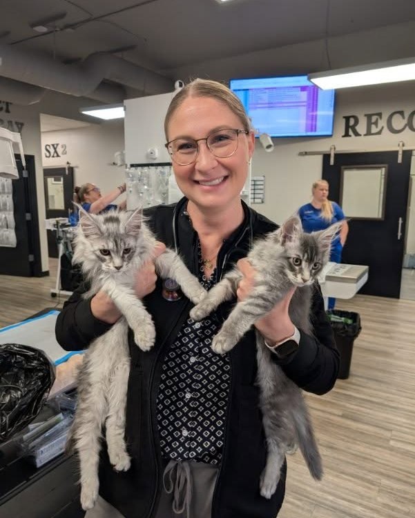 healthy Maine Coon kittens