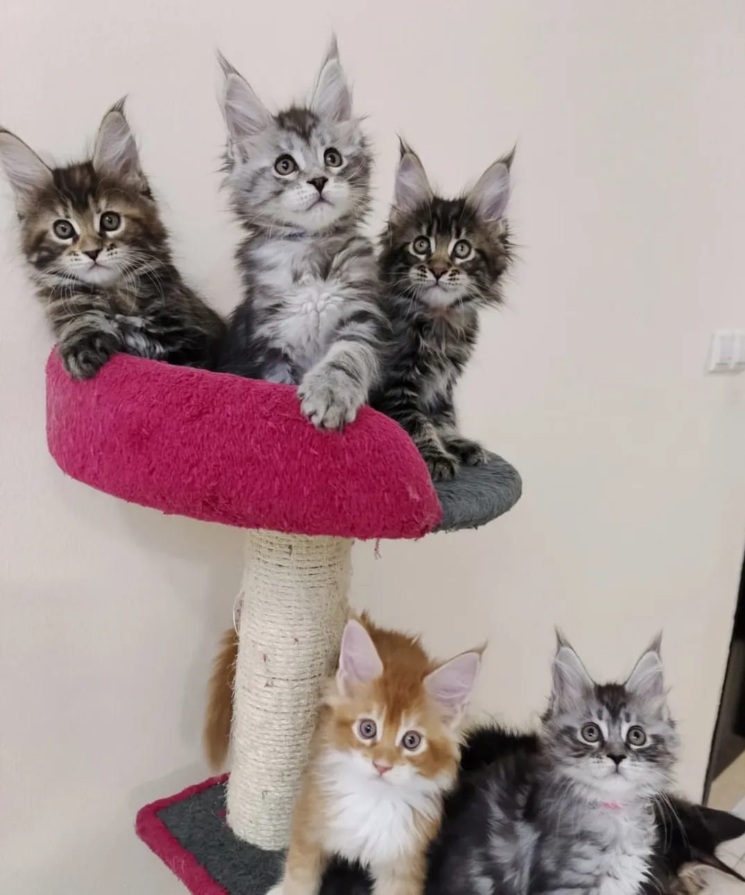 Maine Coon kittens for sale