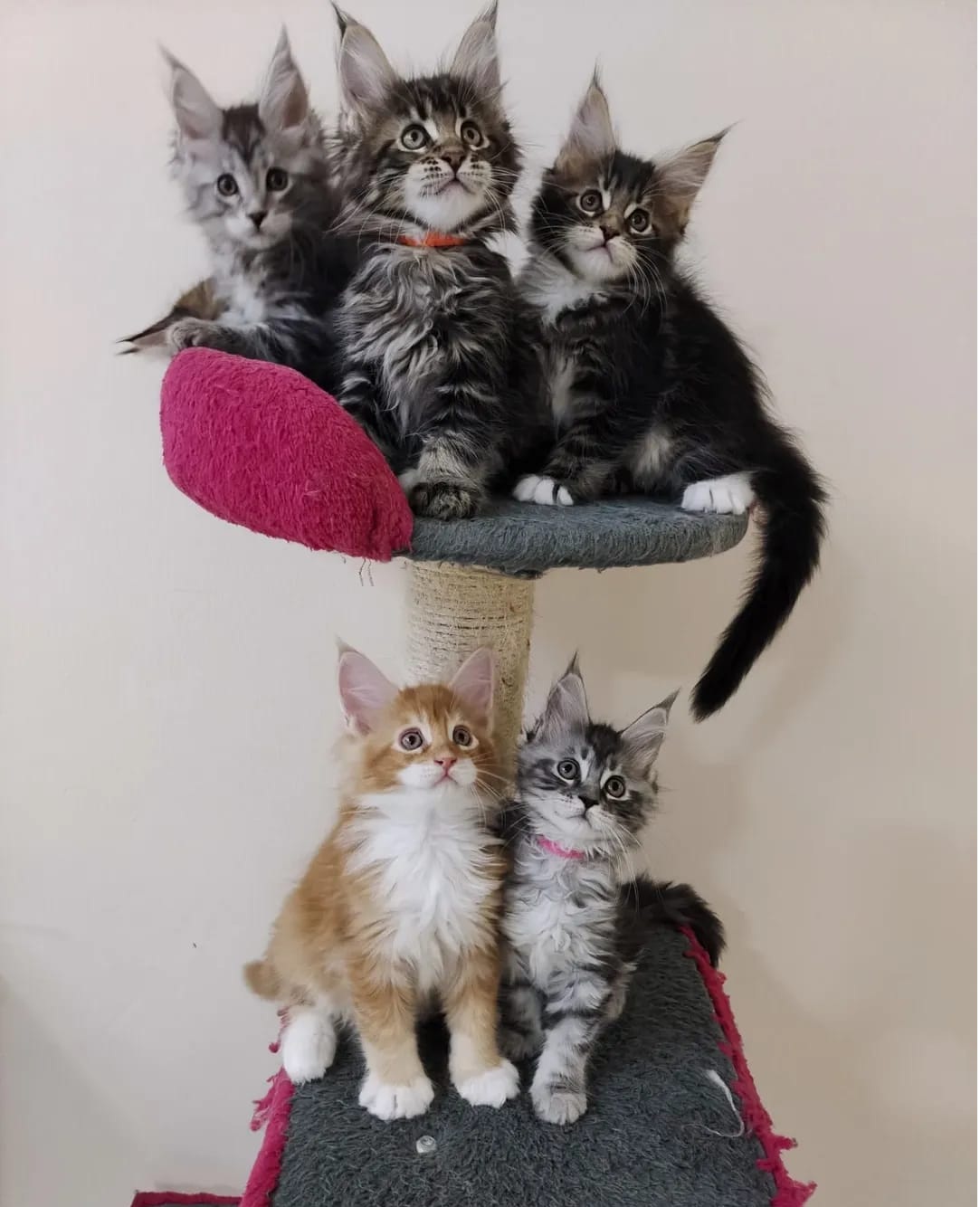 Maine Coon kittens for sale