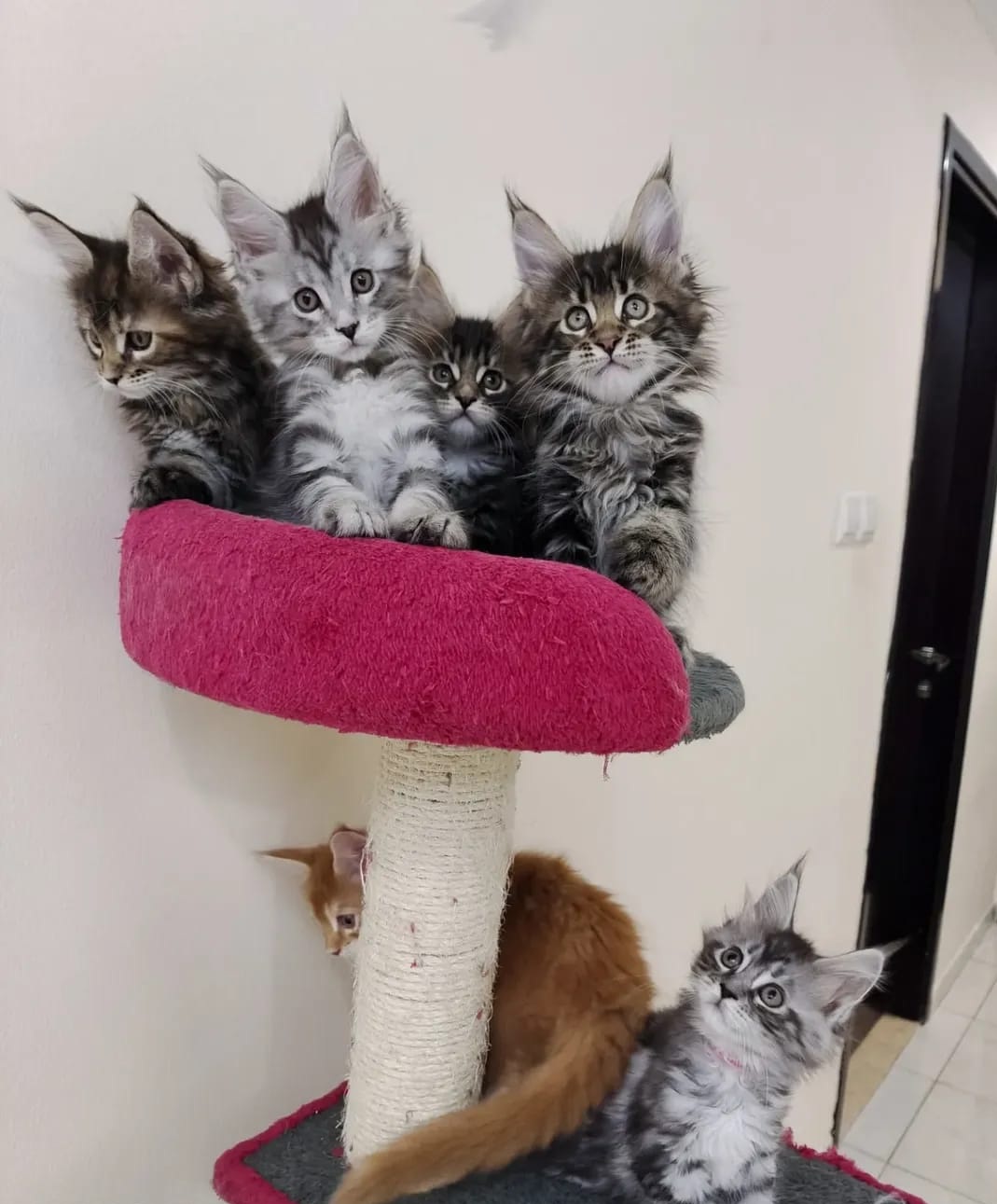 Maine Coon kittens for sale