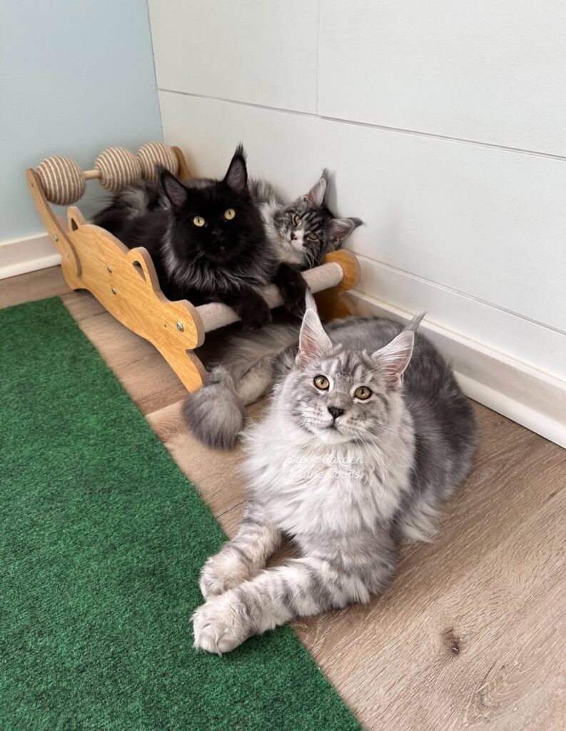 Maine Coon kittens for adoption