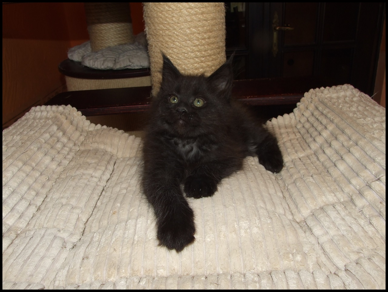 fluffy black smoke Maine Coon kitten
