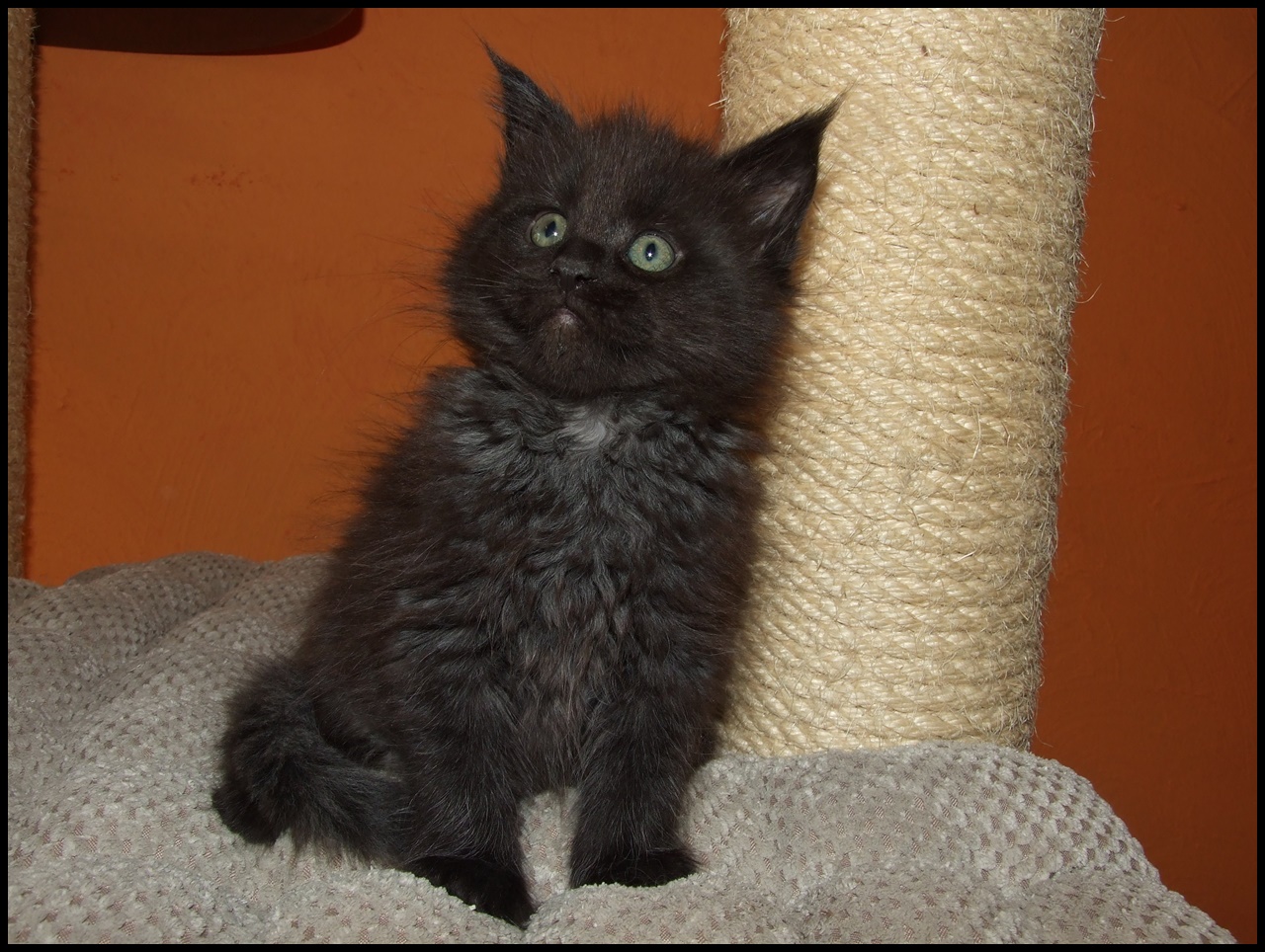 fluffy black smoke Maine Coon kitten