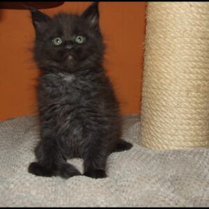 black smoke Maine Coon kitten for sale