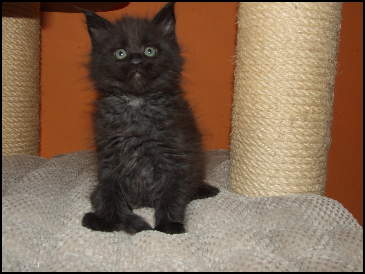 black smoke Maine Coon kitten for sale